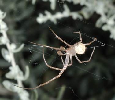 Pirate Spider Male