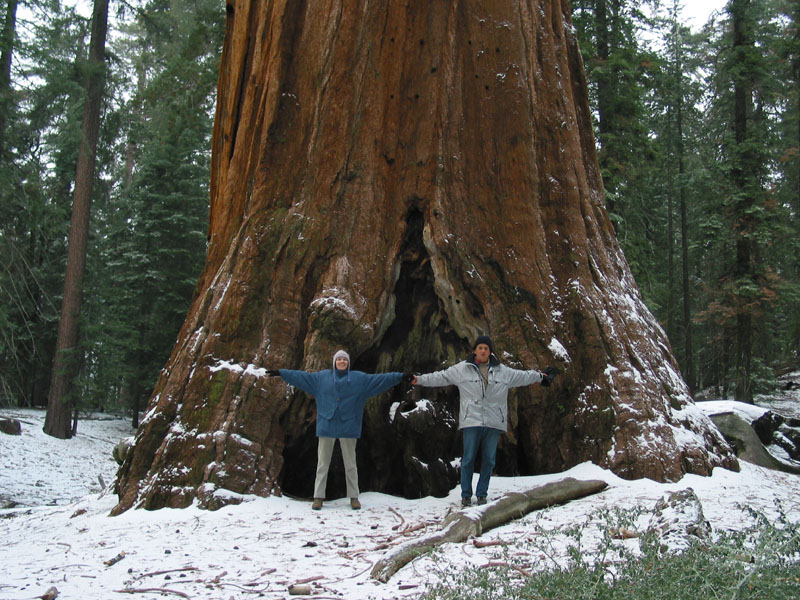 Giant-Sequoia.jpg