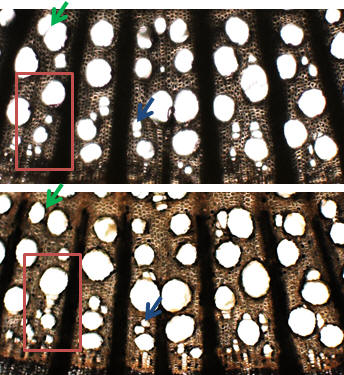 Two xylem cross section micrographs with highlighted regions in red