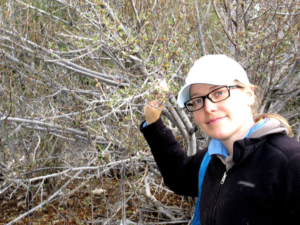 Dr Anna Jacobsen collecting stems in the field