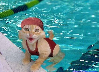 watercat