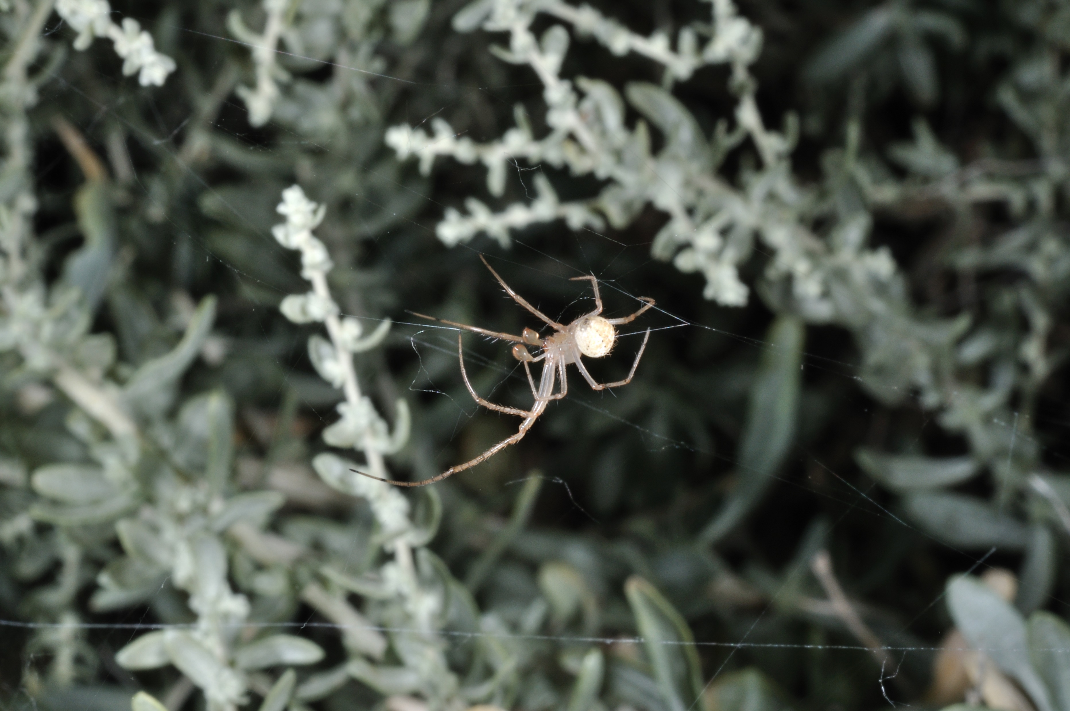Male Mimetus hesperus spider on a spiderweb in a tree