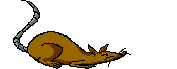 picture of rat running