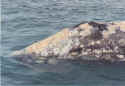 Whale.jpg (22366 bytes)