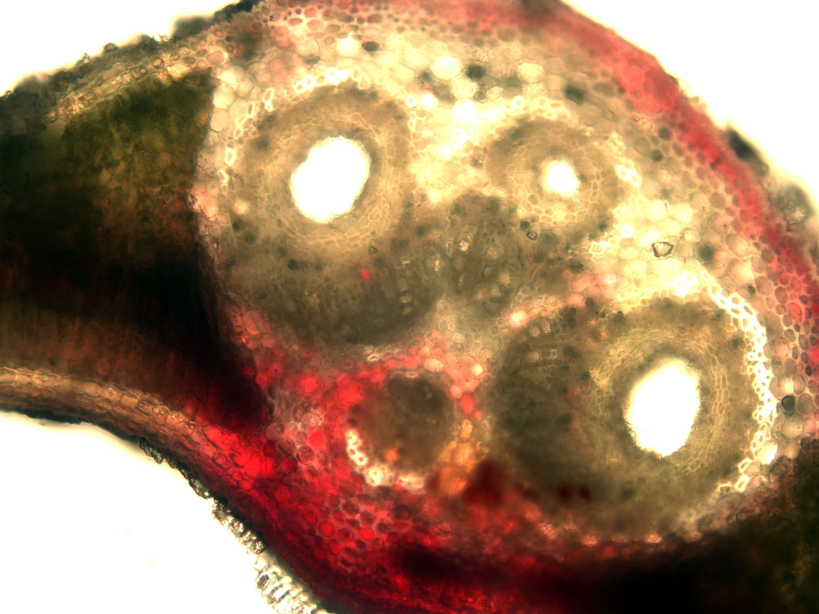 Leaf cross section