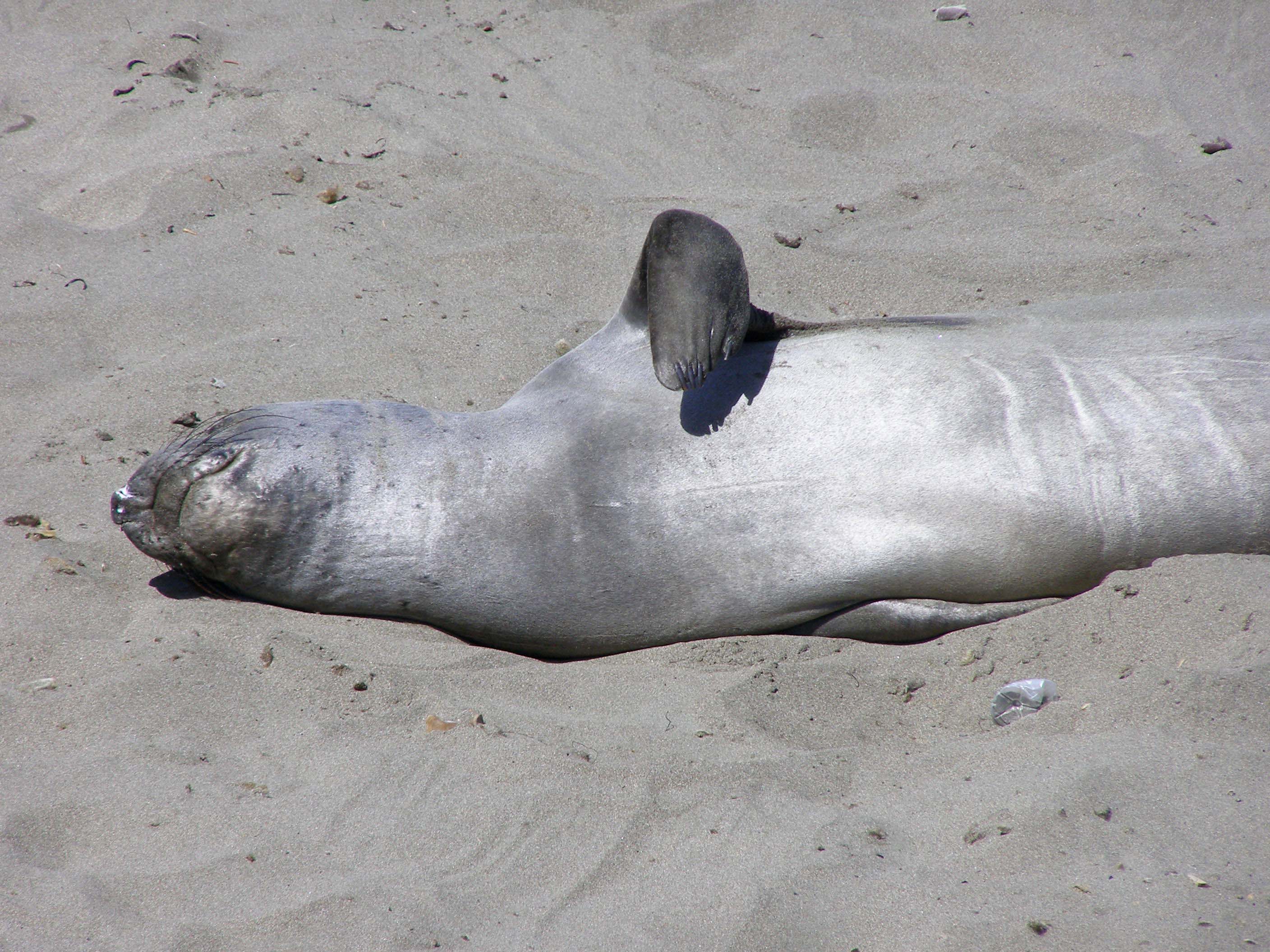 Scratching elephant seal