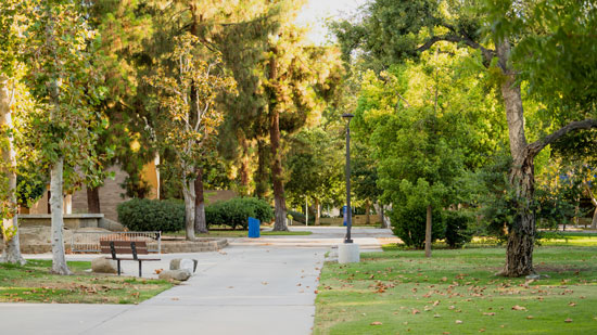 Walking path on CSUB campus with trees on each side