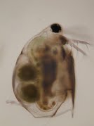 Closeup of microcrustacean