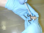 Bullfrog being swabbed