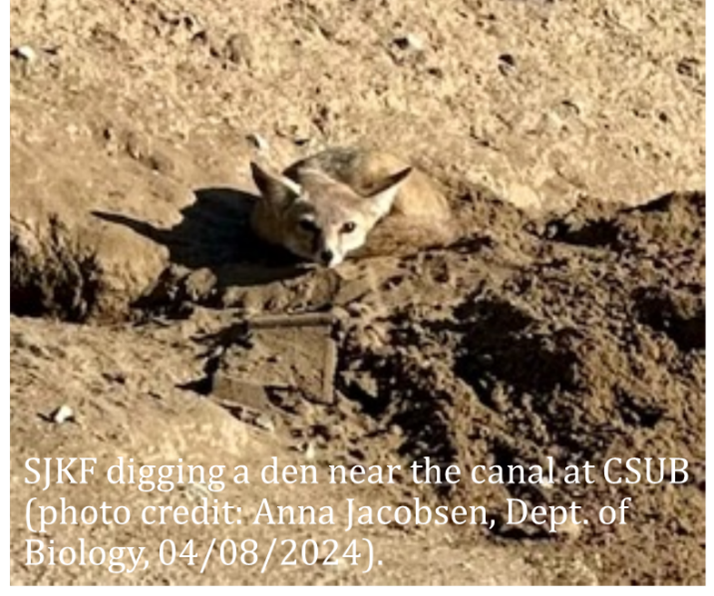 Kitfox digging a den