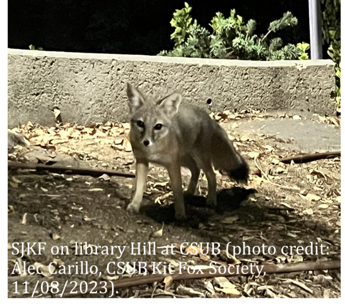 Kitfox on Library Hill