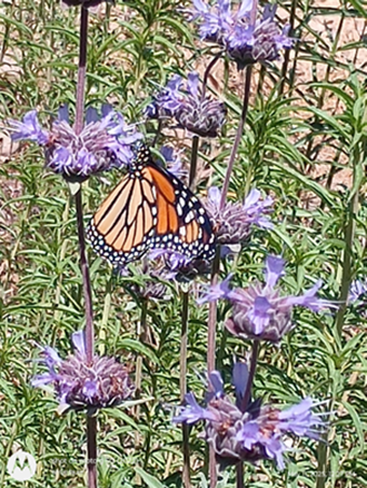 Monarch Butterfly