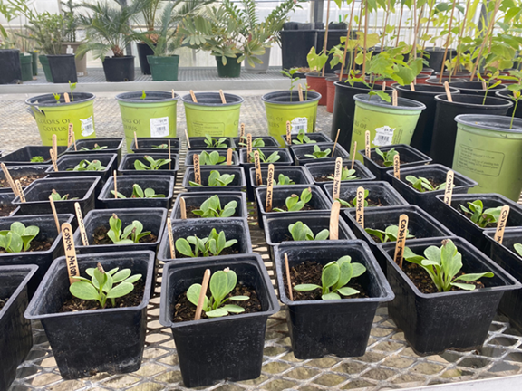 Growing CA native plants