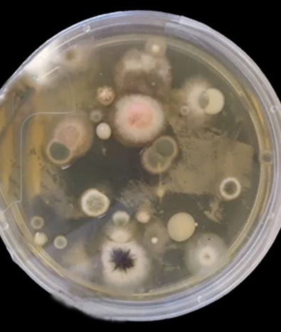 SabDex plate exposed to the air after incubation