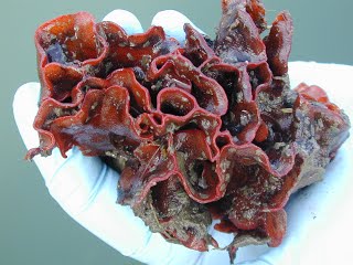 Colony of watersipora