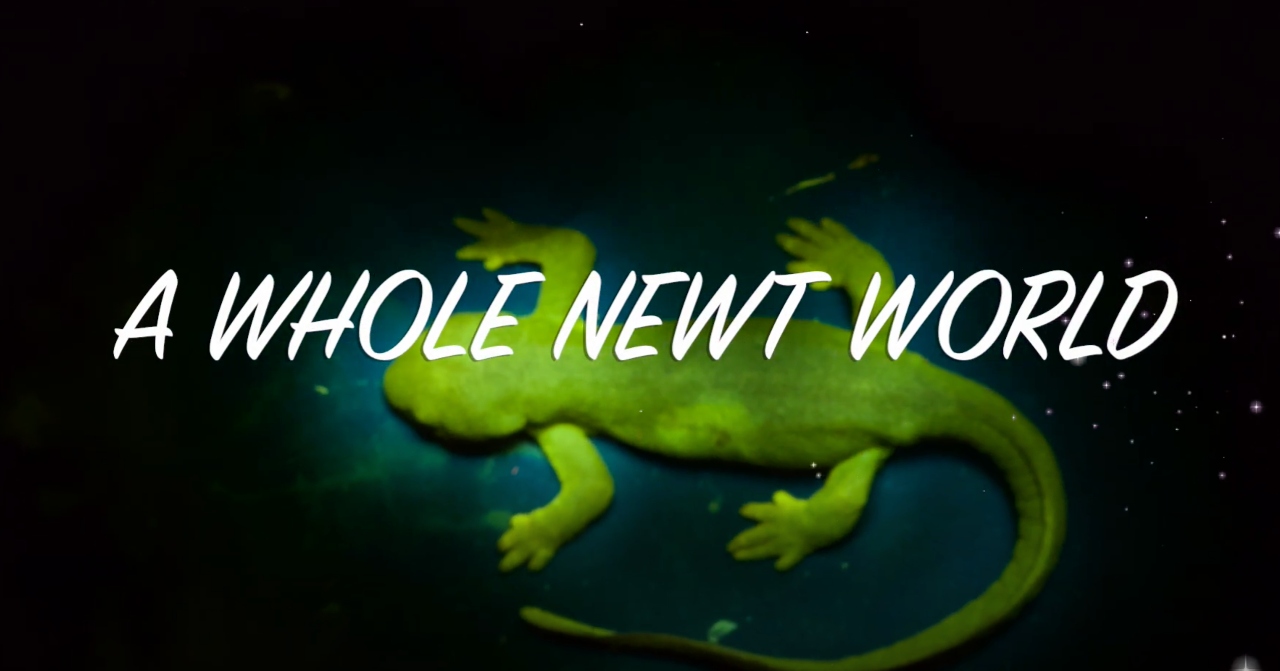 A whole newt world thumbnail