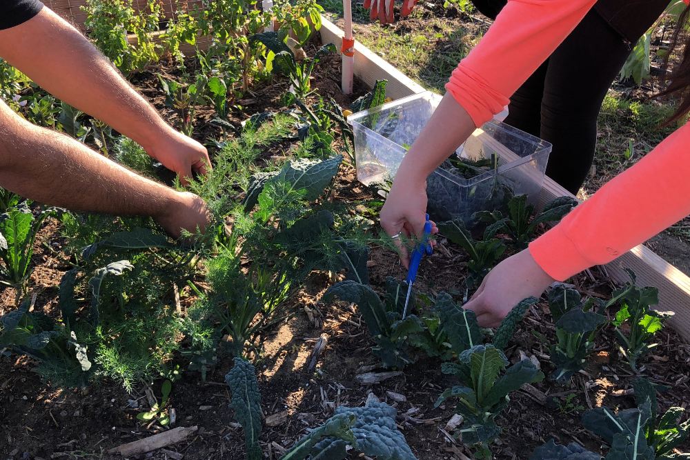 Volunteers harvesting produce from the edible garden.