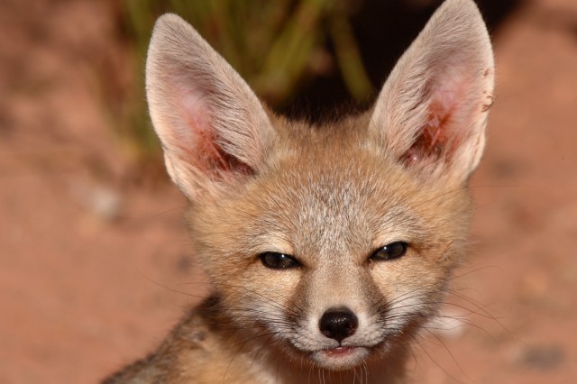San Joaquin Kit fox image