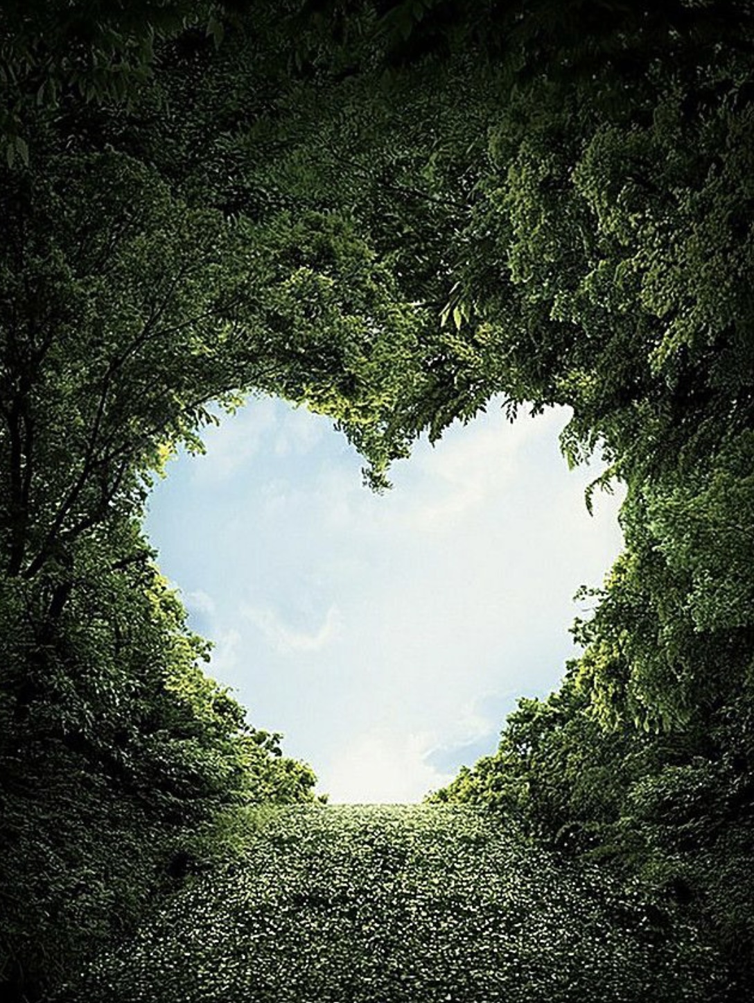 trees shaping a heart