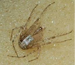 Pirate Spider Female