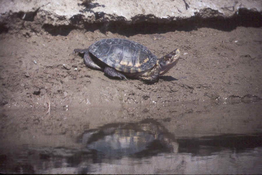 Western Pond Turtle on bank