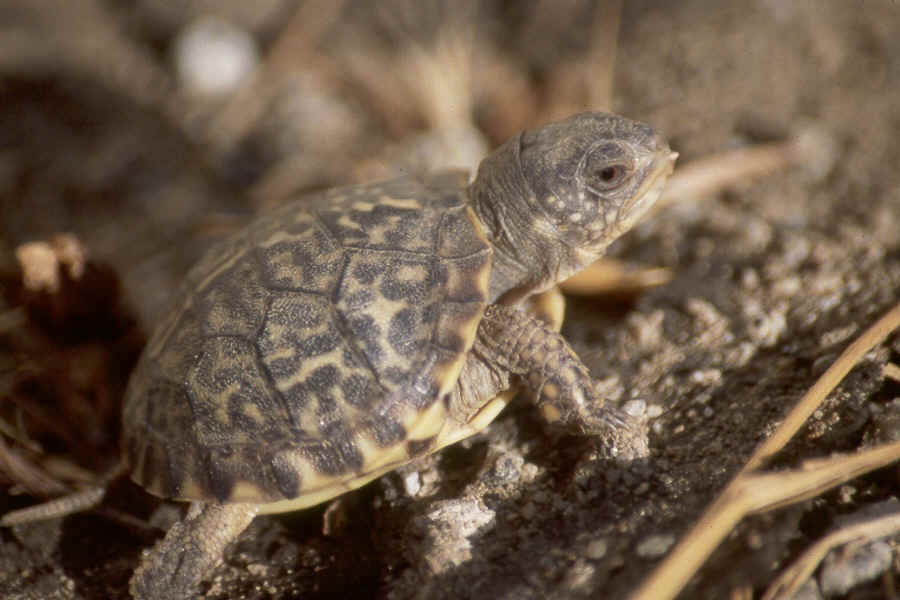 North American Tortoise
