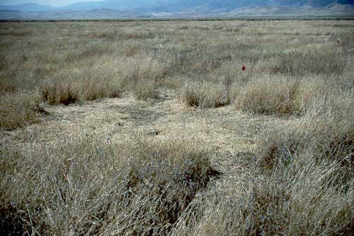 The arid grass fields of San Jaoquin Valley
