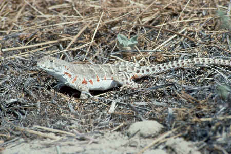 Blunt-nosed Leopard Lizard in dead grass