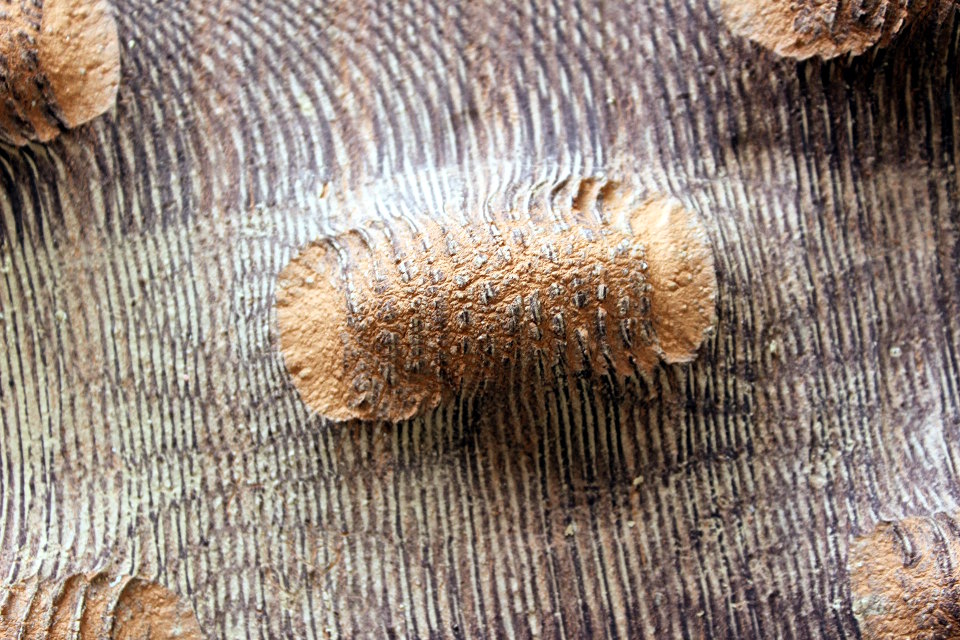 Clay and Iron
