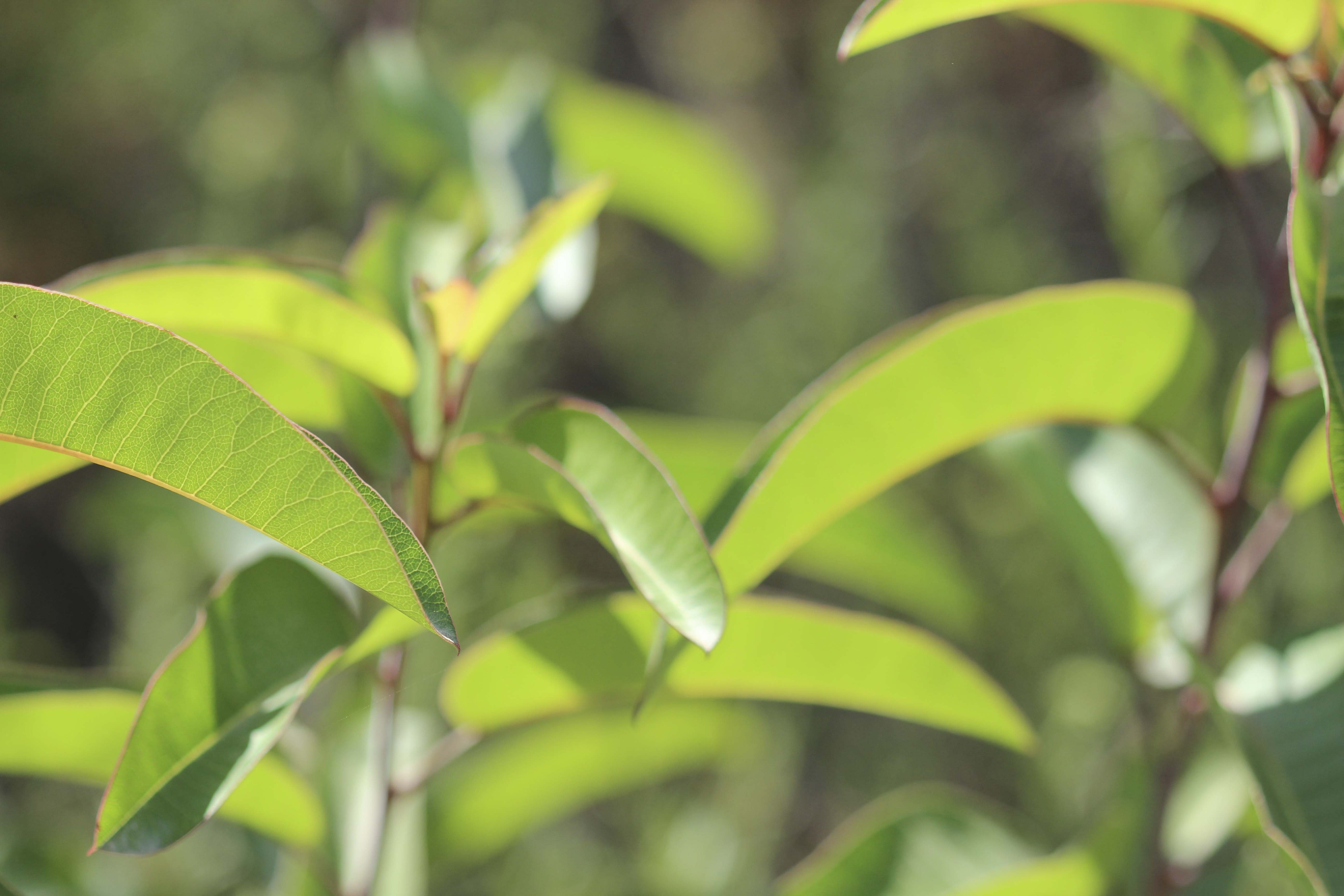 Sunlit leaves of woody shrub