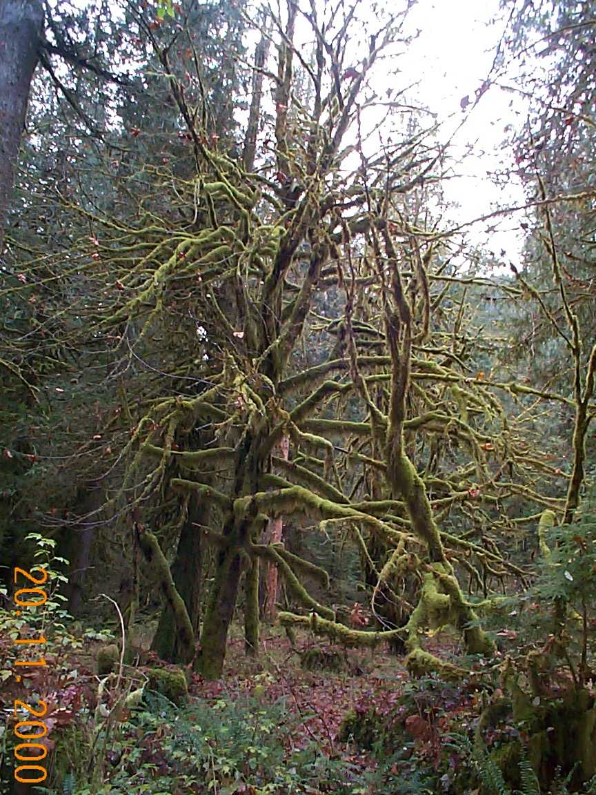 Large leaf maple covered in epiphytes